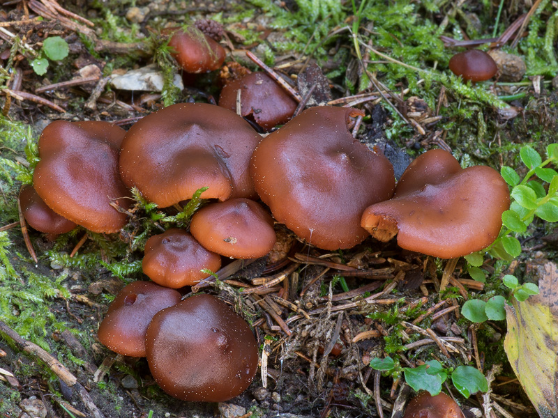 Phaeocollybia jennyi